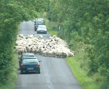 Learning to drive - hazard routine Sheep