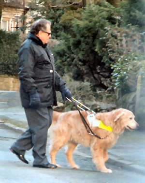 Blind person crossing the road with guide dog